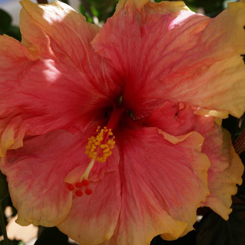 Plant image Hibiscus rosa-Sinensis 'Bimbos