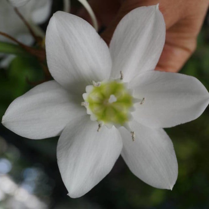 Eucharis amazonica