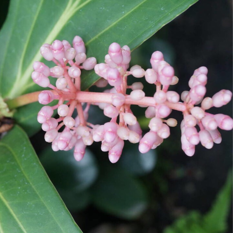 Medinilla magnifica