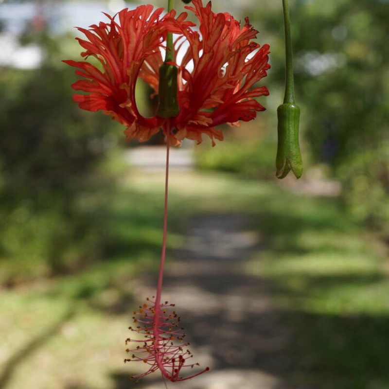 Hibiscus rosa-sinensis 'Painted Lady'