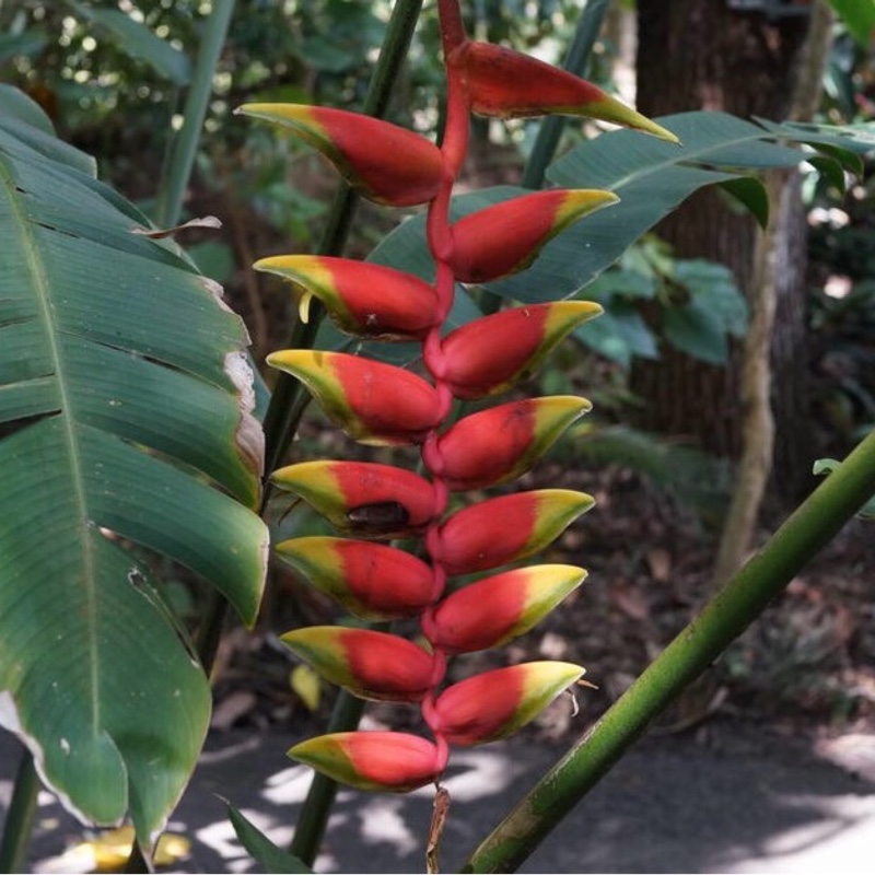 Heliconia