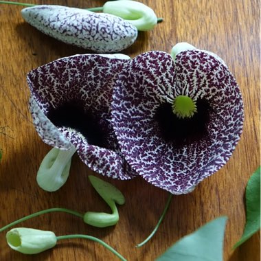 Aristolochia macrophylla