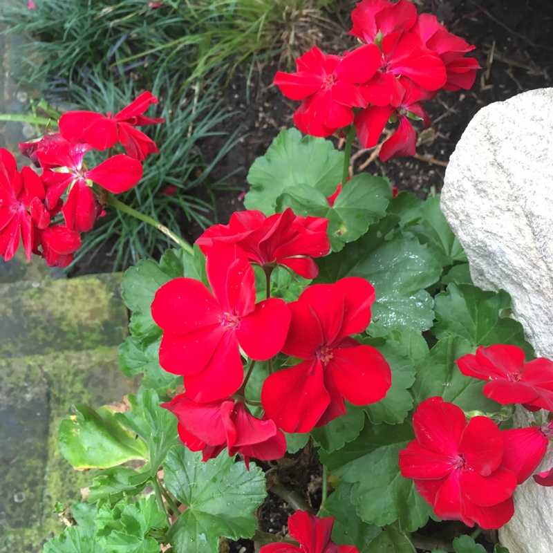 Plant image Pelargonium 'Duebezre' (Big EEZE Series) syn. Pelargonium 'Big EEZE Red'