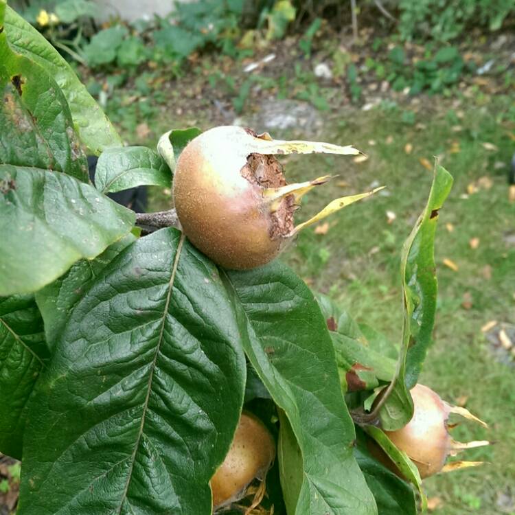 Plant image Mespilus germanica 'Nottingham'