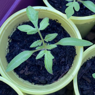 Solanum Lycopersicum var. cerasiforme 'Terenzo'