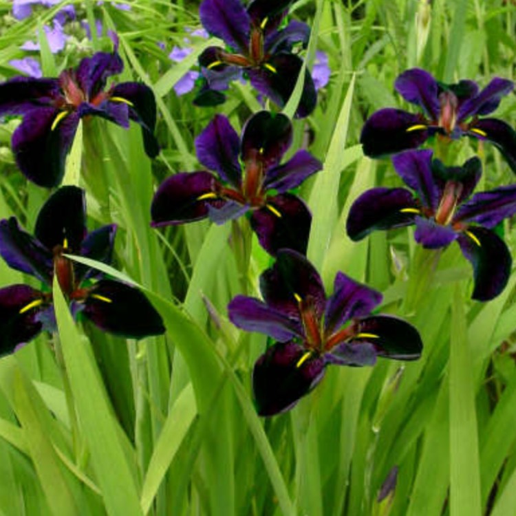 Plant image Iris 'Black Gamecock'