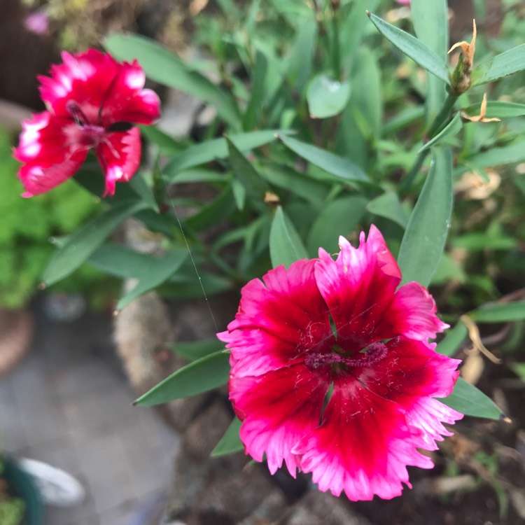 Plant image Dianthus diantica 'Strawberry Cream'