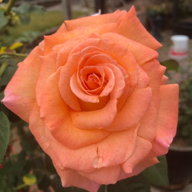 Rosa