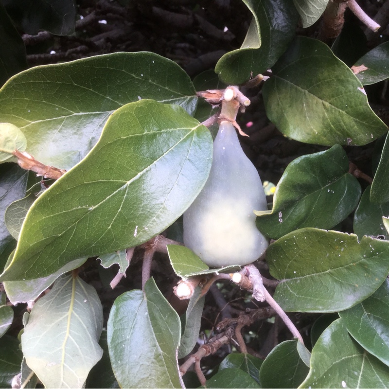 Ficus pumila