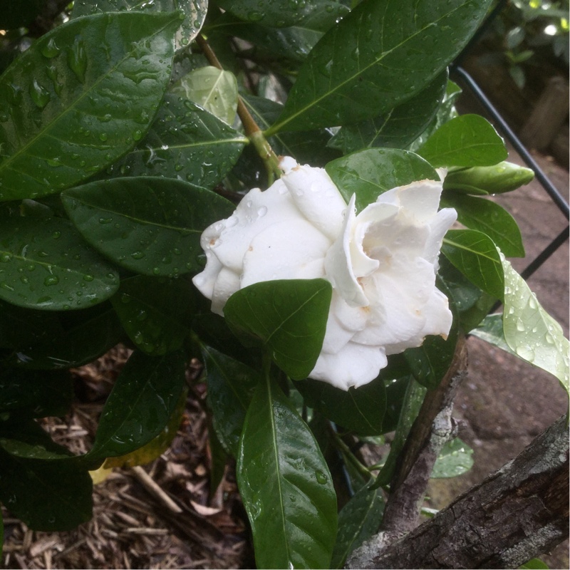 Plant image Gardenia augusta 'Florida'