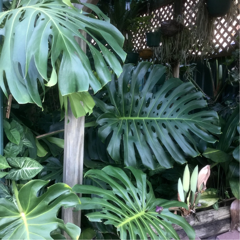 Monstera deliciosa