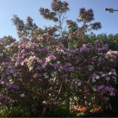 Tibouchina urvilleana