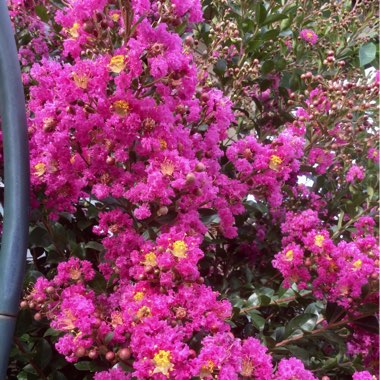 Lagerstroemia