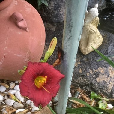 Hemerocallis 'Cranberry Baby'