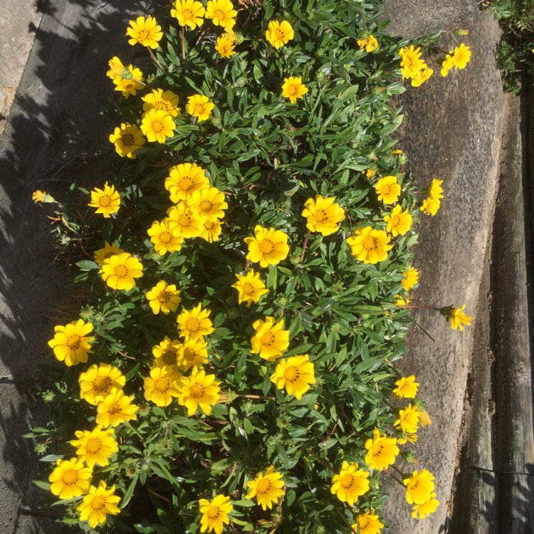 Plant image Gazania splendens 'Kiss Yellow'