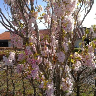 Flowering Cherry 'Accolade'