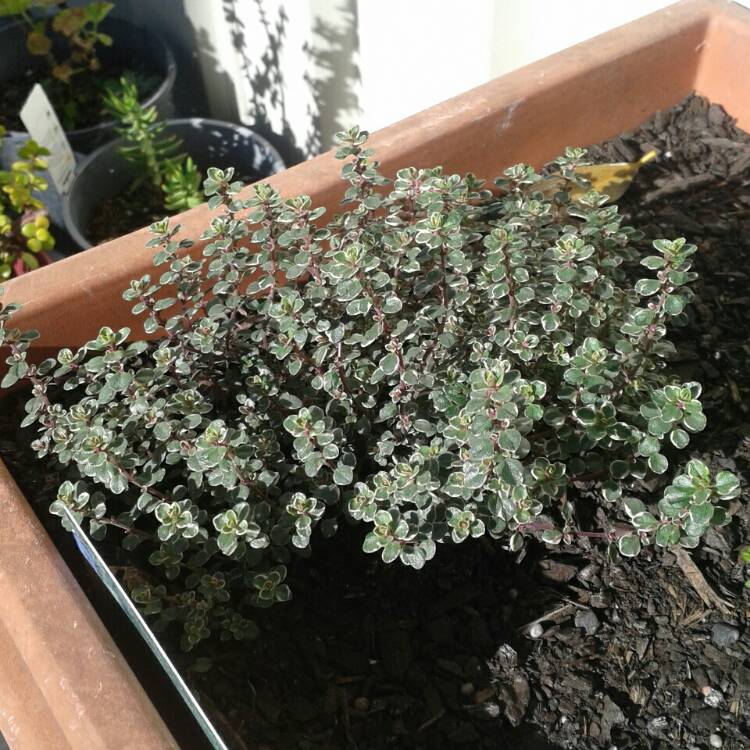 Plant image Thymus 'Silver Queen'