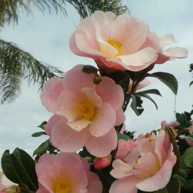 Camellia 'Nicky Crisp'