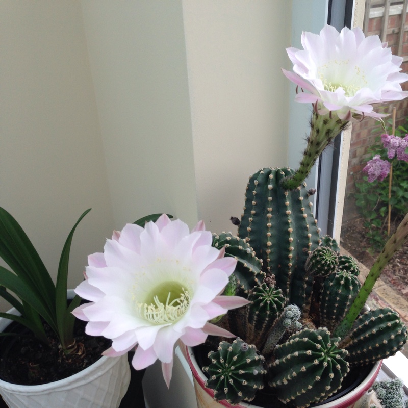 Trichocereus tersheckii