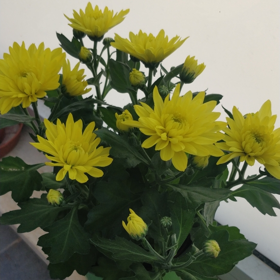 Plant image Chrysanthemum x morifolium 'Yochesapeake'(CHESAPEAKE™) PP12535