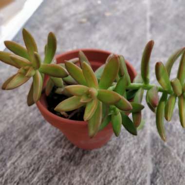 Sedum 'Adolphi'