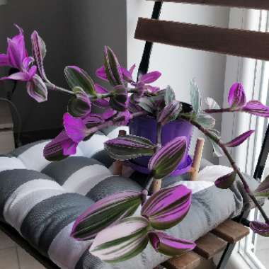 Tradescantia 'Nanouk'