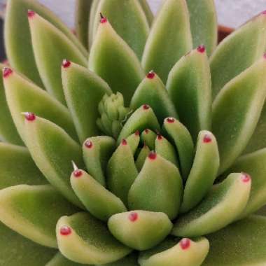 Echeveria