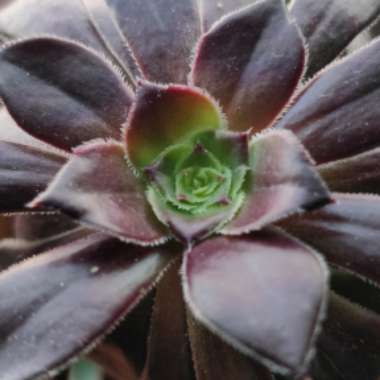 Aeonium Arboreum