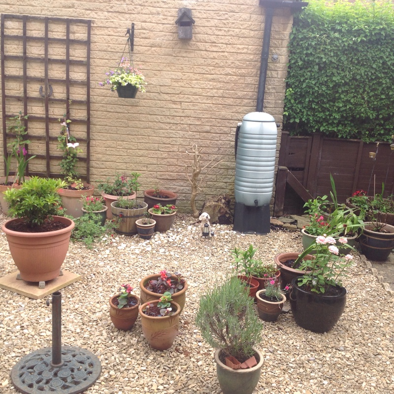 June's garden