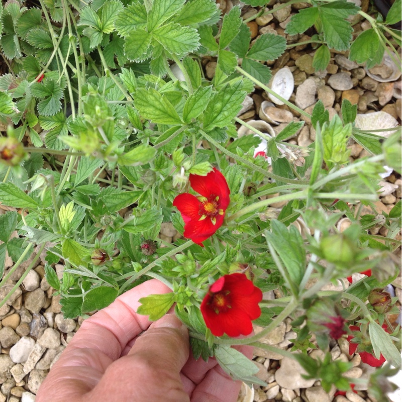 June's garden