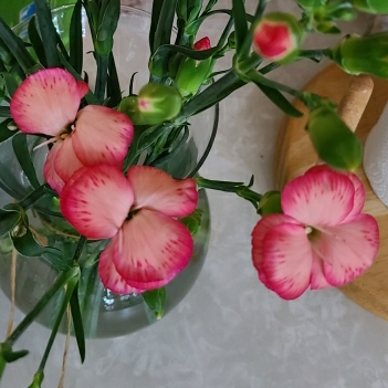 Plant image Dianthus caryophyllus 'Peman'