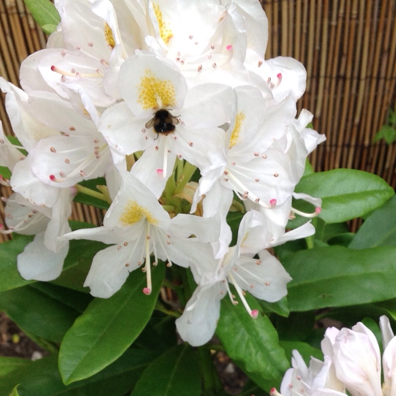 Plant image Rhododendron 'Madame Masson'