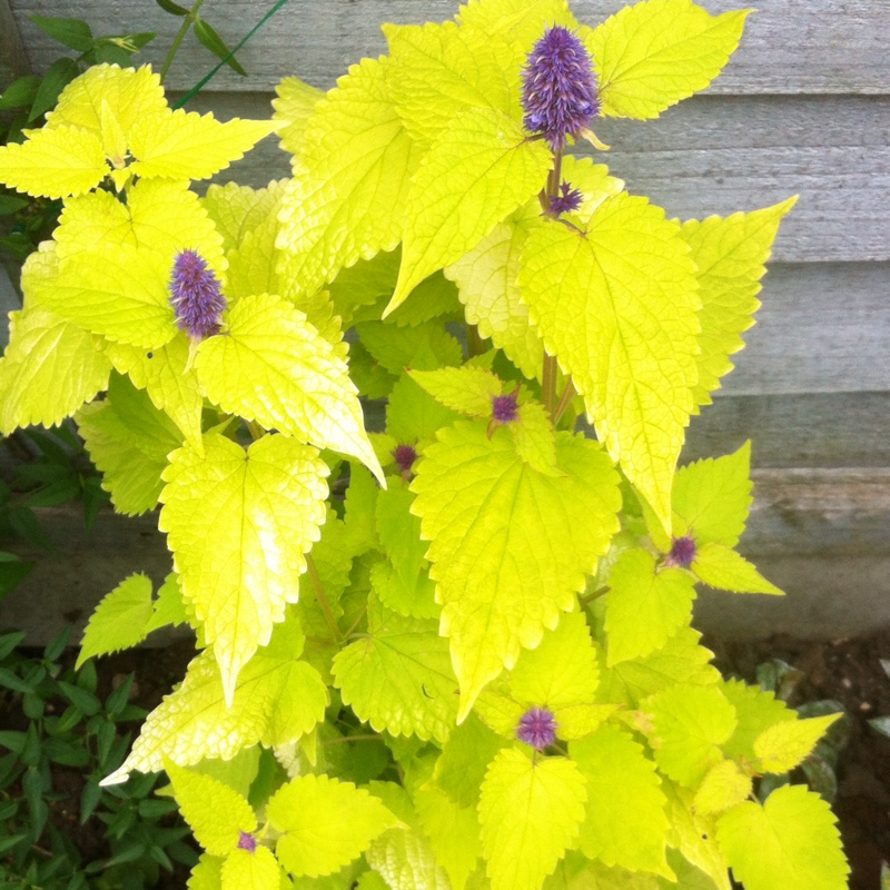 Plant image Agastache rugosa 'Golden Jubilee'