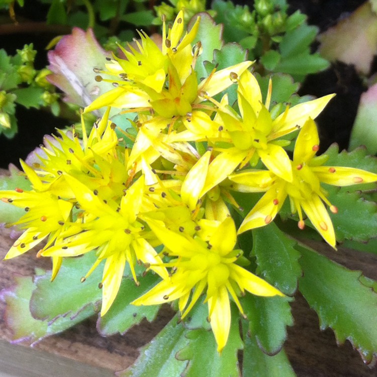 Plant image Sedum Golden Queen