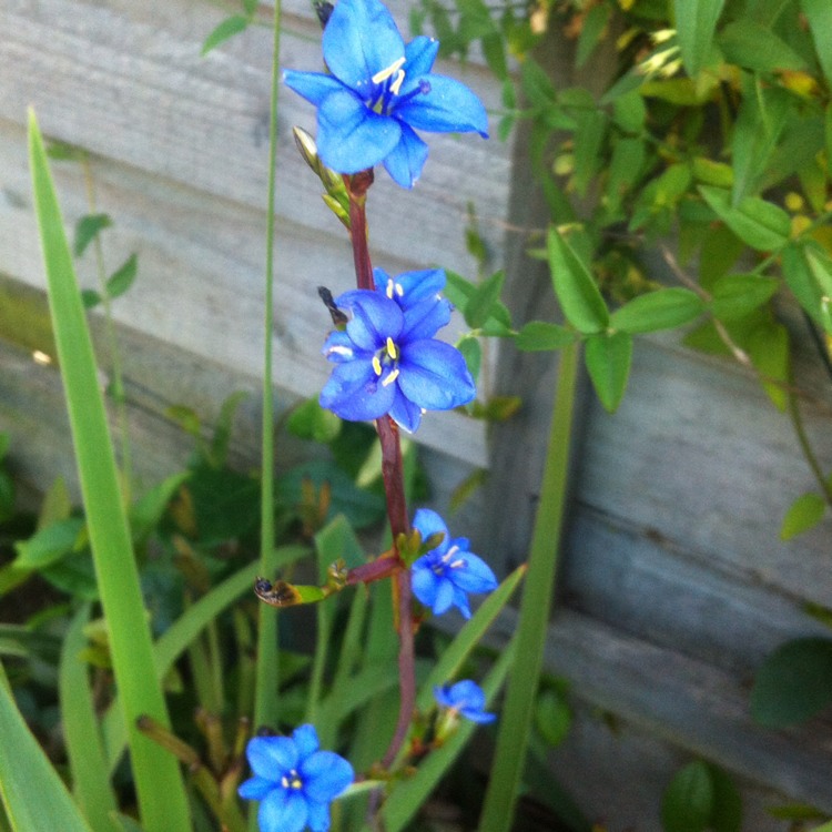 Plant image Aristea ecklonii