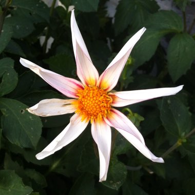 Dahlia 'Honka Fragile'