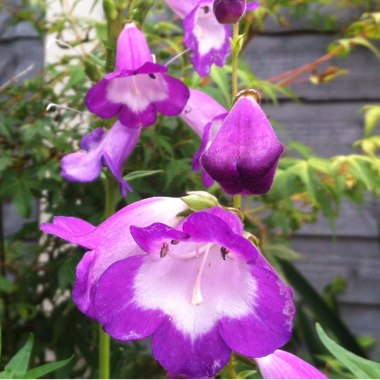 Penstemon 'Pensham Czar'