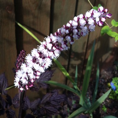 Actaea Simplex 'Pink Spike' syn. Cimicifuga racemosa 'Pink Spike'