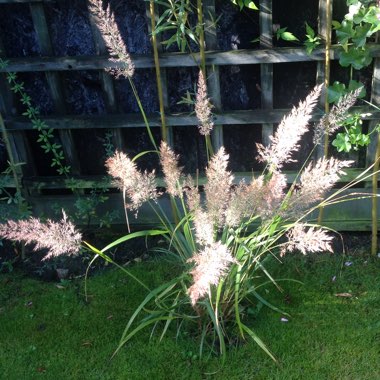 Stipa Calamagrostis