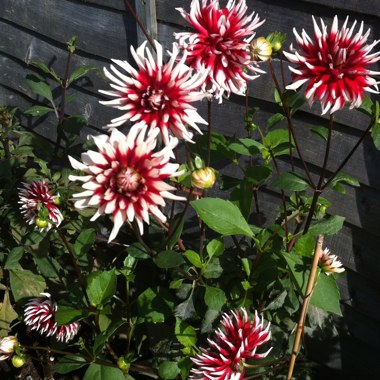 Dahlia 'Friquolet'