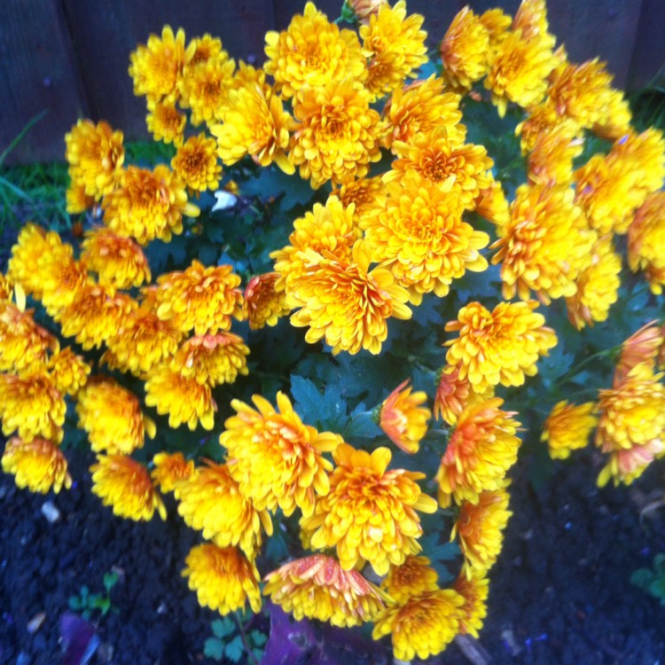 Plant image Chrysanthemum 'Conella Orange'