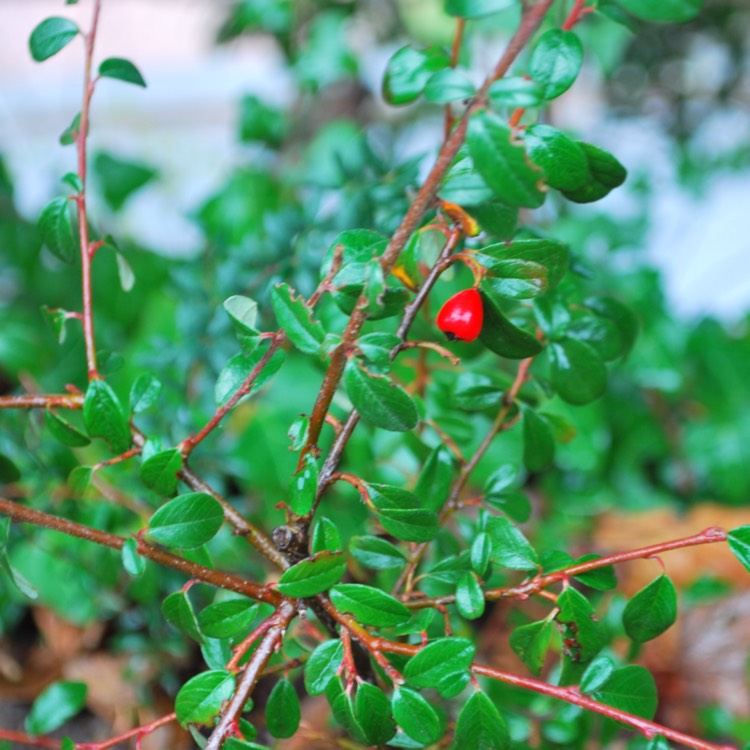 Plant image Pyracantha koidzumii 'Victory'