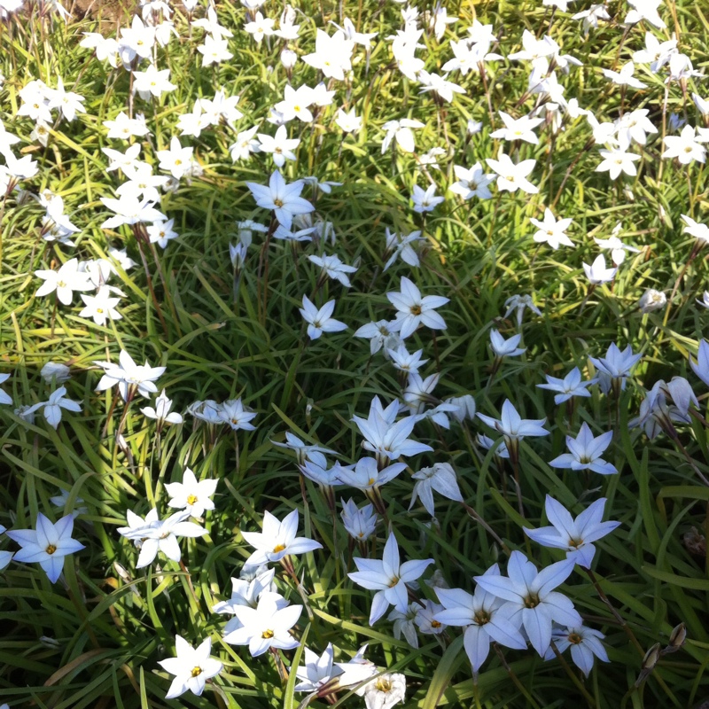 Plant image Ipheion uniflorum syn. Tristagma uniflora