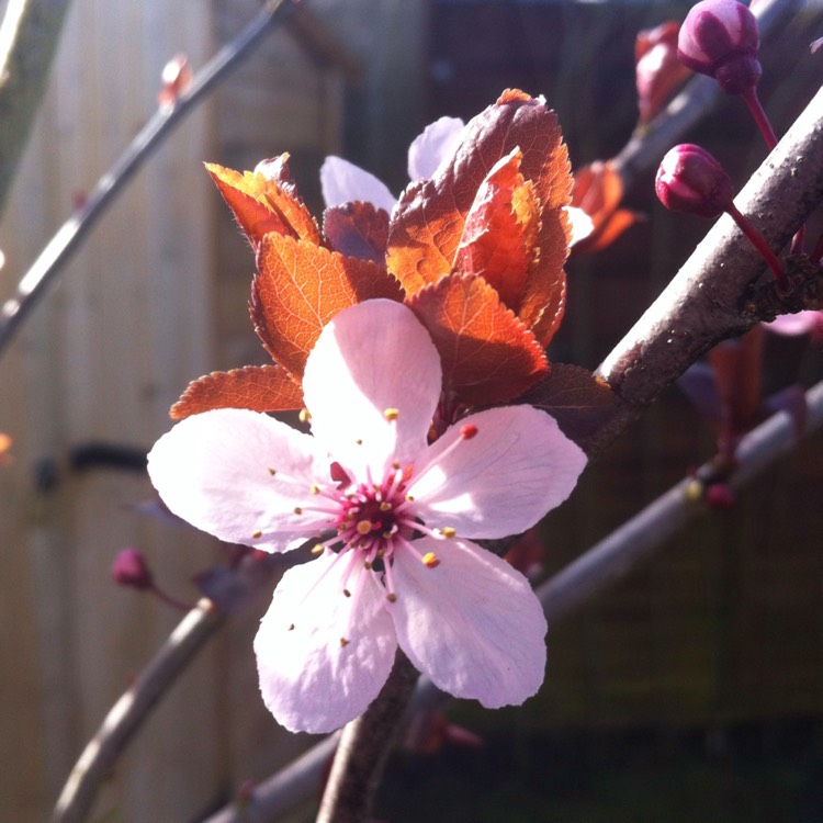 Plant image Prunus 'Accolade'