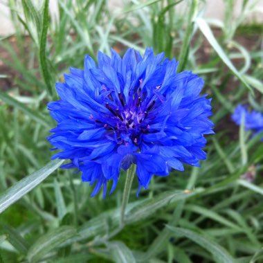 Centaurea cyanus 'Blue Ball'