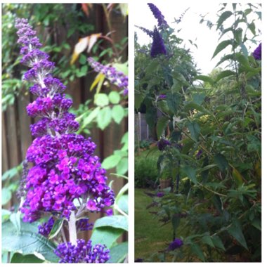 Buddleja davidii 'Black Knight'