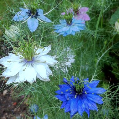 Nigella damascena 'Persian Jewels'