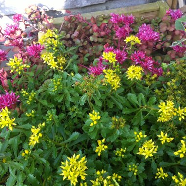 Sedum Golden Queen