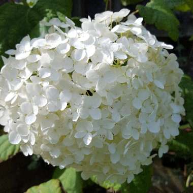 Hydrangea arborescens 'Annabelle'