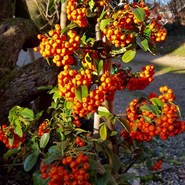 Pyracantha 'Orange Glow'